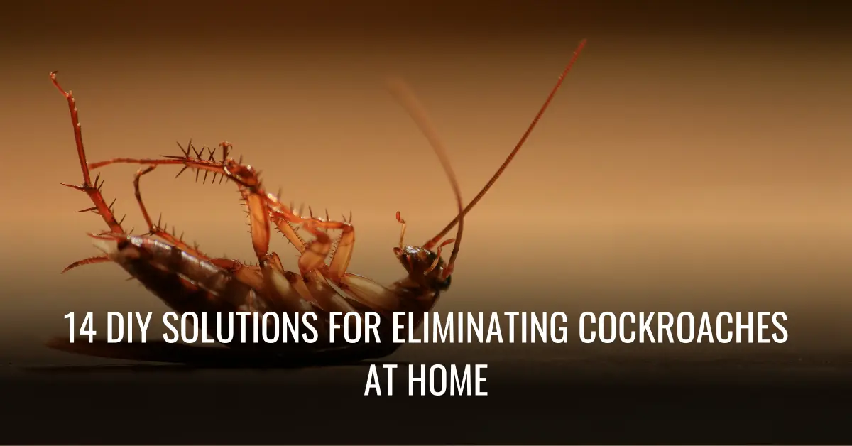 14 DIY Solutions for Eliminating Cockroaches at Home