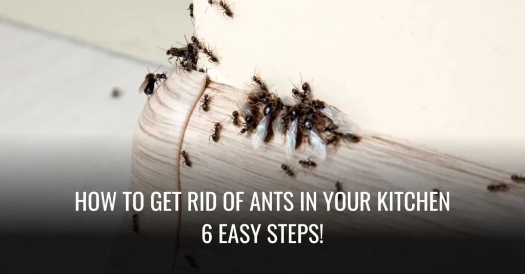 How To Get Rid Of Ants In Your Kitchen