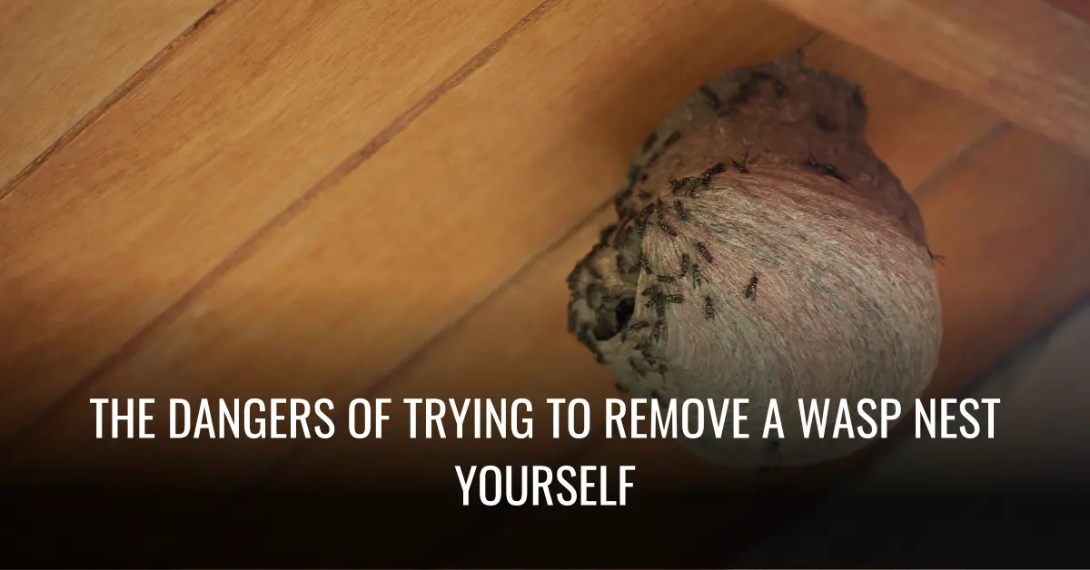 The Dangers of Trying to Remove a Wasp Nest Yourself