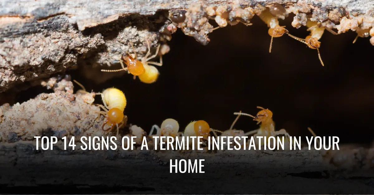 Top 14 Signs Of A Termite Infestation In Your Home