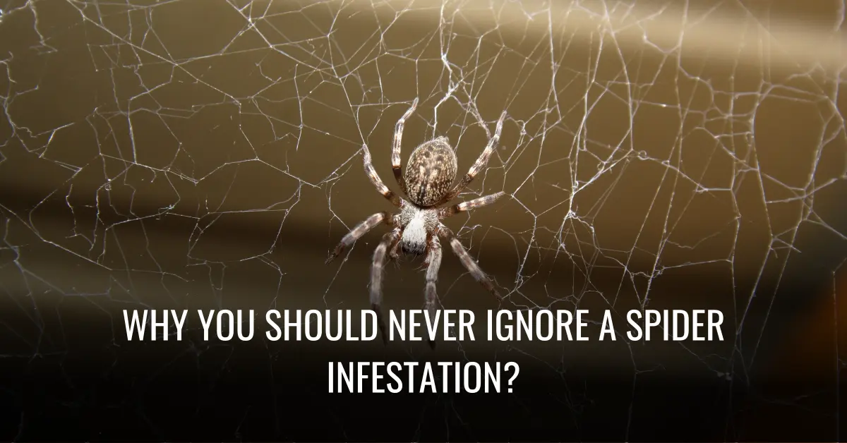 Why You Should Never Ignore A Spider Infestation