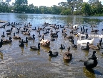 Redleap Reserve
