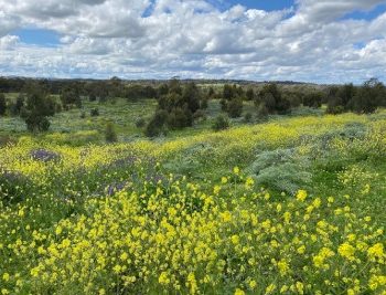Tanunda Wetlands