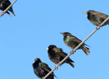 birds sitting on a wire