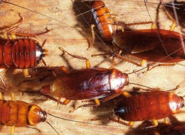 cockroaches in a house pest control