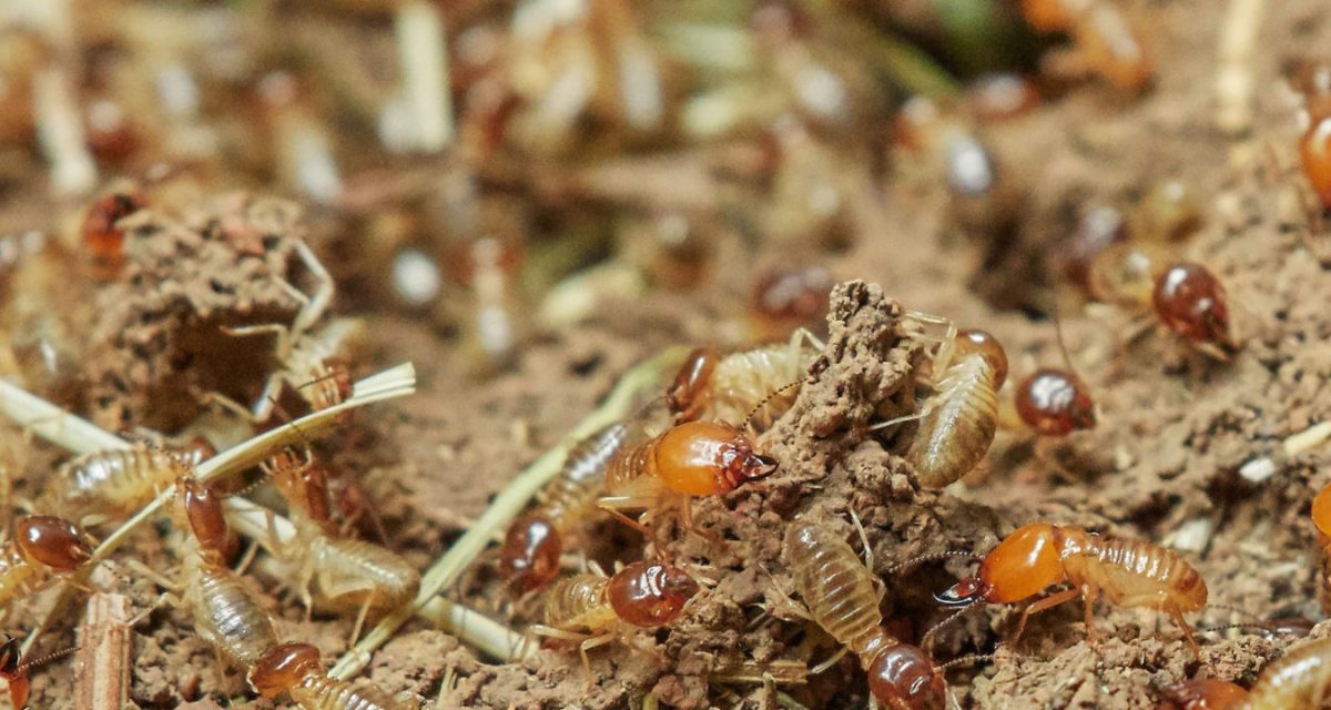 pest control whittlesea ants